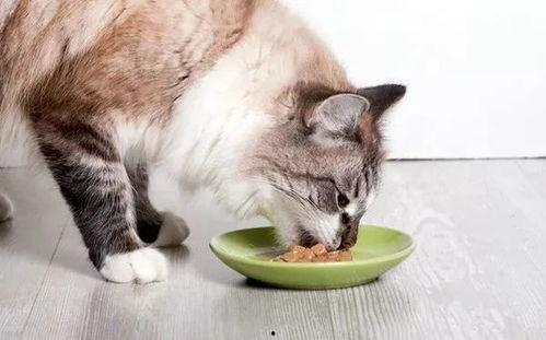 娱乐吃瓜猫咪视频大全最新,最新猫咪吃瓜视频大盘点